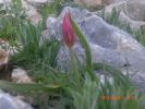 CIMG0878.jpg